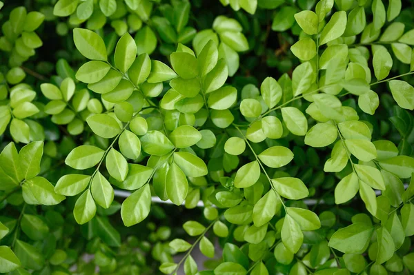 Foglia Verde Con Gambo Che Cresce Giardino Sfondo — Foto Stock
