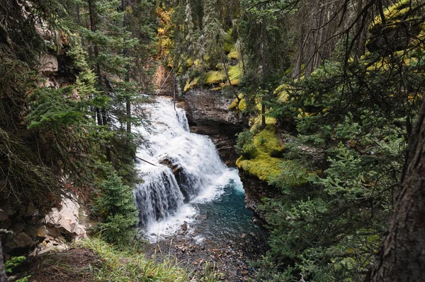 Johnston Cachoeira Desfiladeiro Fluindo Floresta Profunda Parque Nacional Banff Canadá — Fotografia de Stock