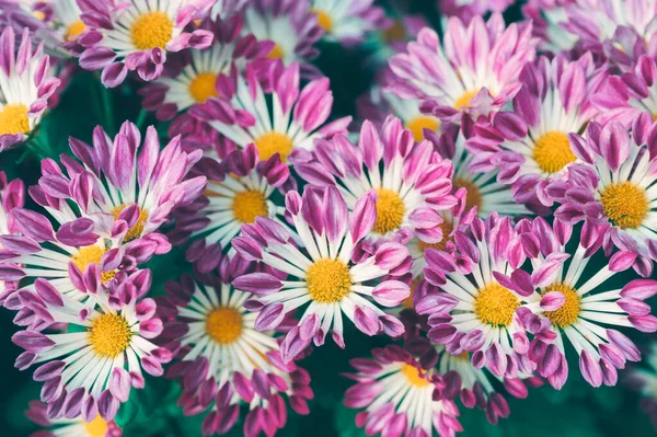 Daisy Růžová Květina Žlutým Pylem Kvetoucím Zahradě Ročník Tón — Stock fotografie