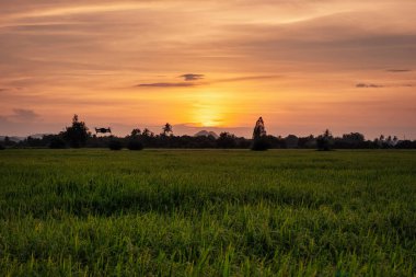 Pirinç tarlalarında gün batımı kırsalda uçan insansız hava araçlarıyla