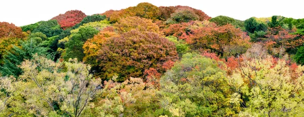 Panorama Des Bunten Herbstwaldes Auf Weißem Hintergrund — Stockfoto