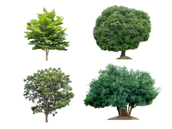 收集不同种类的大树 在白色背景上隔离 — 图库照片