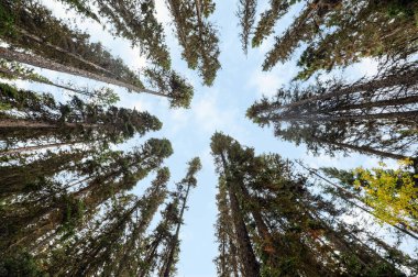 Ulusal parktaki sonbahar ormanında yüksek çam ağacının alçak açısı yeşil yapraklar ve mavi gökyüzü.