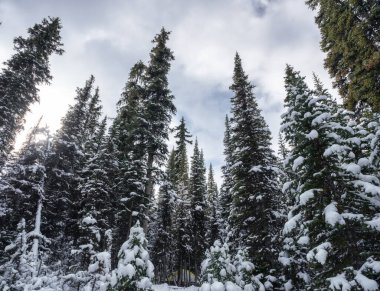 Yoho Ulusal Parkı 'nda kışın karla kaplı çam ormanı.