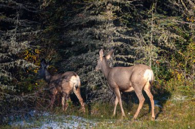 Ulusal parktaki ormanda yürüyen iki kahverengi geyik.
