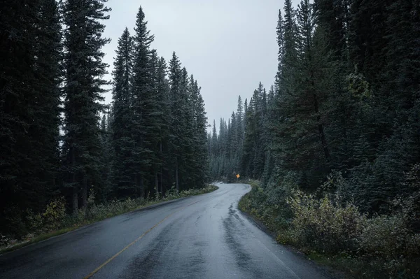 Asphalt Highway Curved Pine Forest Gloomy Banff National Park — Stock Photo, Image