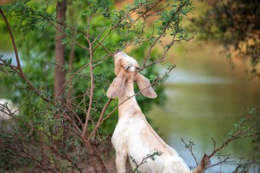 Genç Keçi kırsalda çayırlarda otluyor.