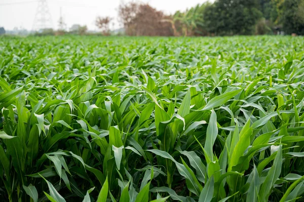 Agriculture Corn Field Growing Plantation Countryside — Stock Photo, Image