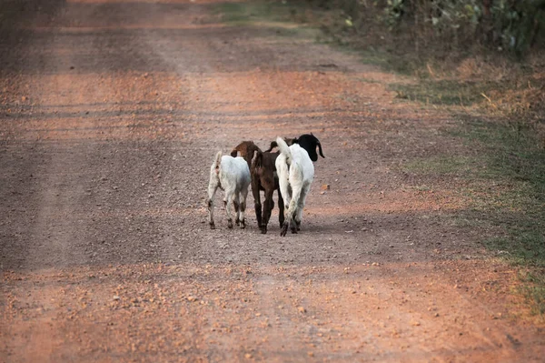 Arrière Trois Jeunes Chèvres Marchant Sur Chemin Gravier Campagne — Photo