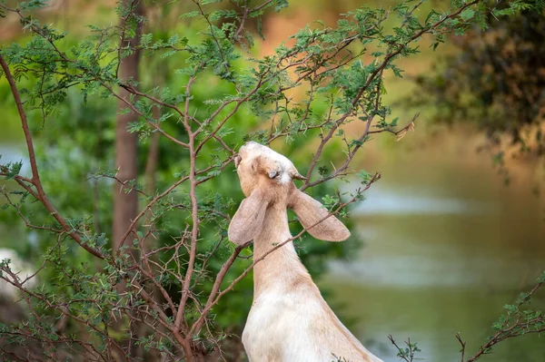 Junge Ziege Weidet Blätter Auf Weide Grünen — Stockfoto