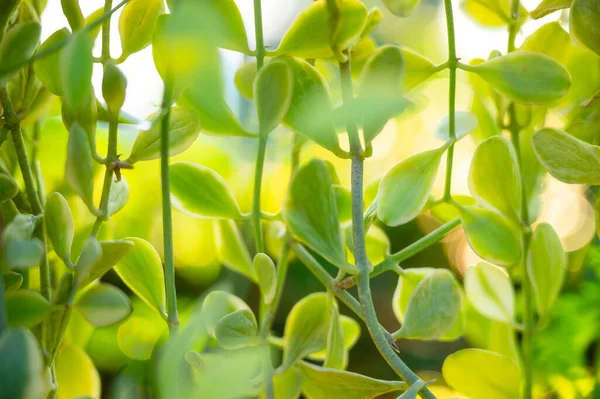 Close Dep Kradum Groene Bladeren Tuin Natuurlijke Achtergrond — Stockfoto