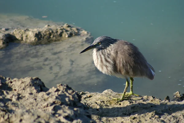 Petit oiseau de butor — Photo