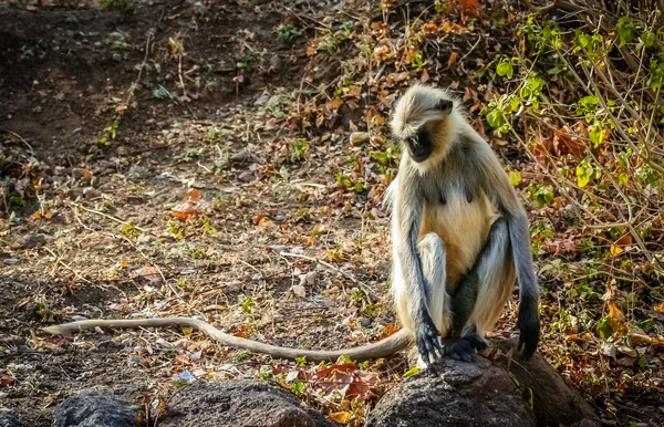 Un singe langur sauvage — Photo