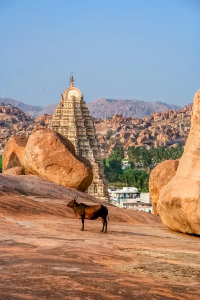 Sainte vache devant le temple Virupaksha — Photo