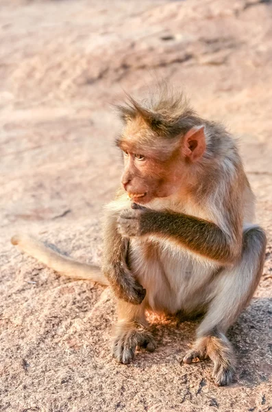 Kleiner wilder Makakenaffe — Stockfoto