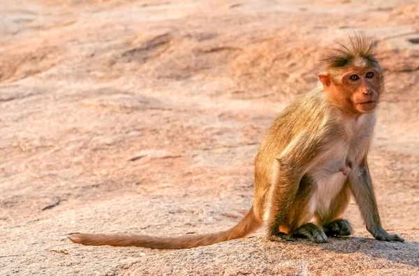 Petit singe macaque sauvage — Photo
