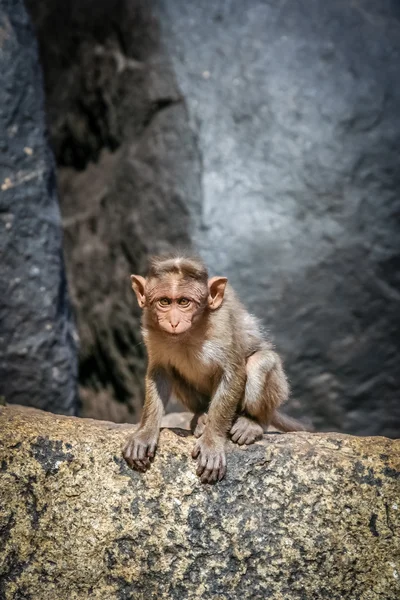 Singe macaque sauvage — Photo