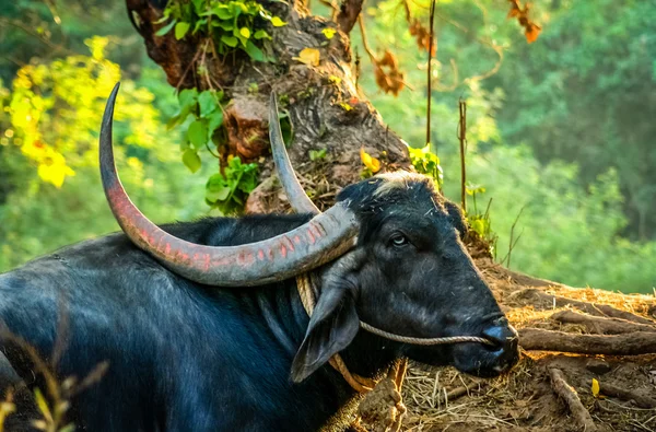 Büyük siyah buffallo — Stok fotoğraf