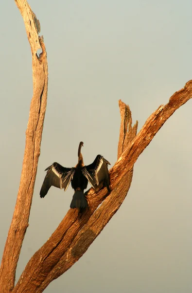 Snake vogel zijn vleugels drogen — Stockfoto