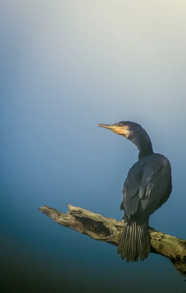 Oiseau assis sur une branche d'arbre — Photo