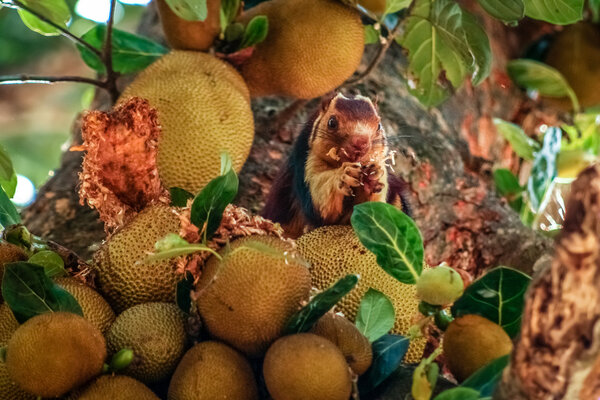 Malabar Giant Squirrel 