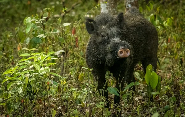 Wild boar in India — Stock Photo, Image