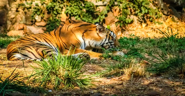 Tigre rayé dans le zoo — Photo