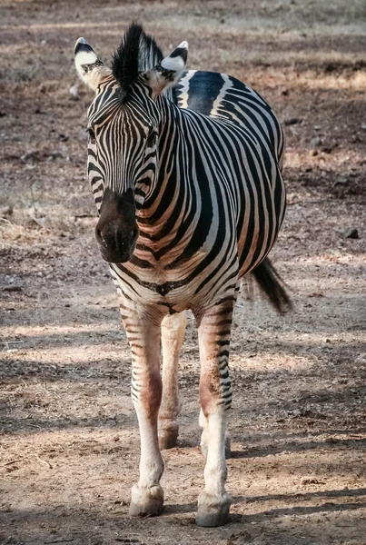 Head of zebra — Stock Photo, Image