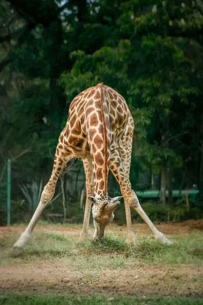 African giraffe bending — Stock Photo, Image