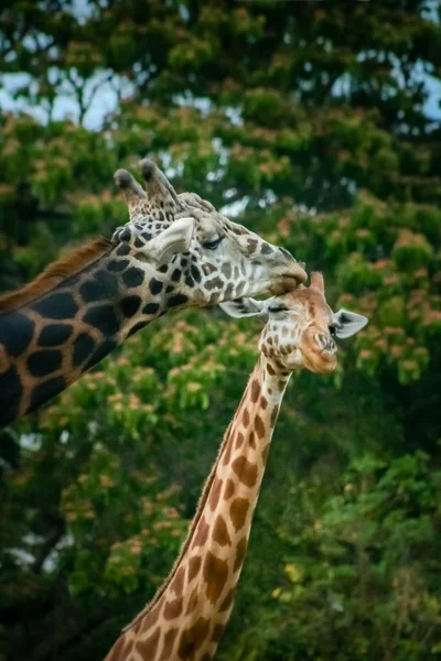 Влюбленные жирафы — стоковое фото