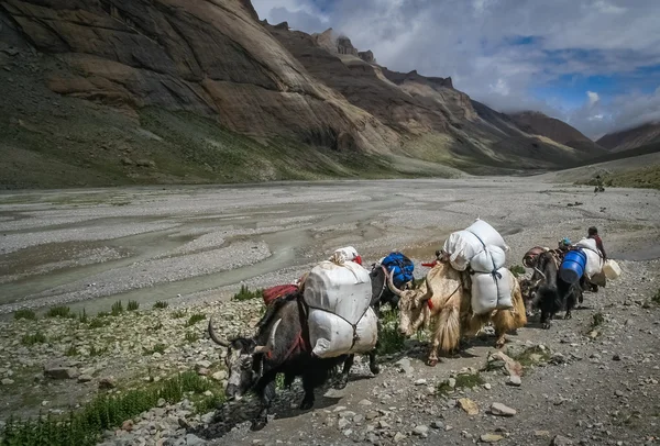 Yaks que transportan mercancías y suministros — Foto de Stock