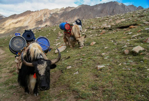 Yaks carrying goods and supplies — Stockfoto