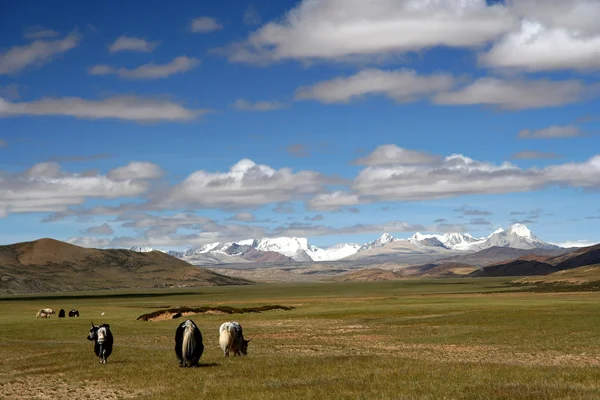 Yaks sur le plateau tibétain — Photo