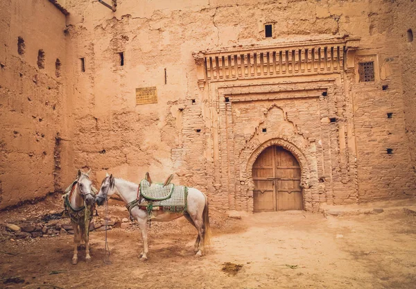 Hästar i Kasbah innergården — Stockfoto