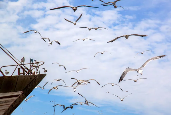 Самолеты пролетают над старым портом в Эссауире — стоковое фото