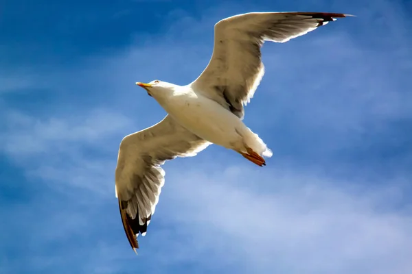 Gabbiano in volo — Foto Stock