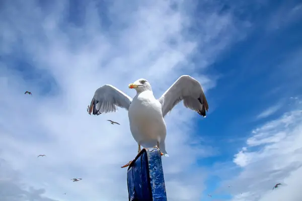 Gabbiano che allarga le ali — Foto Stock