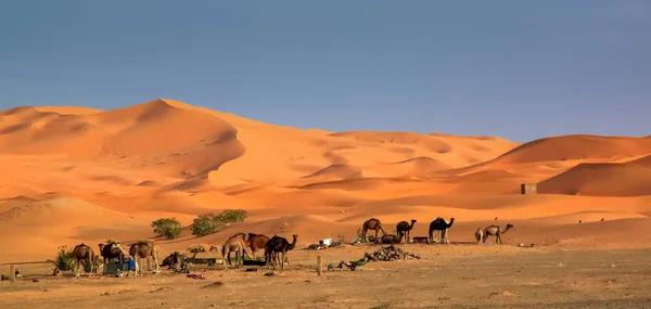 Cammelli alle dune — Foto Stock