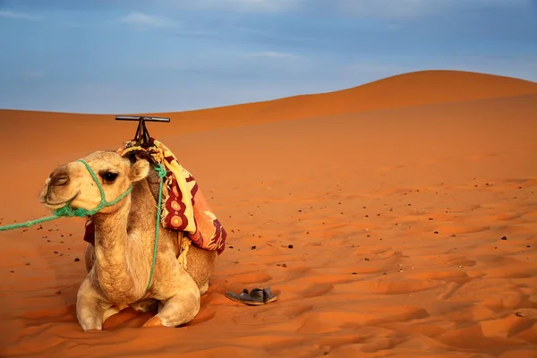 Chameau reposant parmi les dunes de sable — Photo