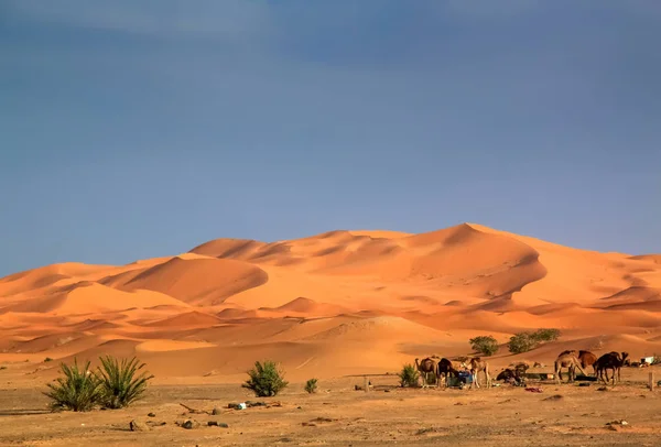 Camellos en las dunas — Foto de Stock