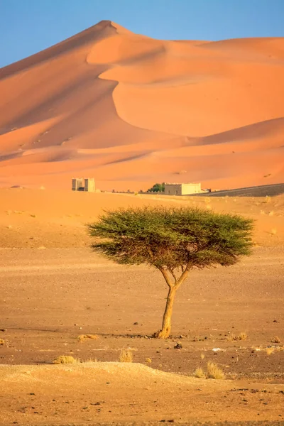Árvore solitária em um deserto — Fotografia de Stock