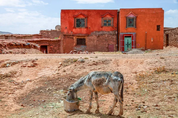 Åsna framför ett gammalt hus — Stockfoto