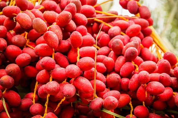 taze kırmızı tarihleri