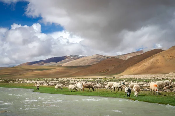 Pecore e capre al pascolo sulla riva del fiume in Tibet — Foto Stock