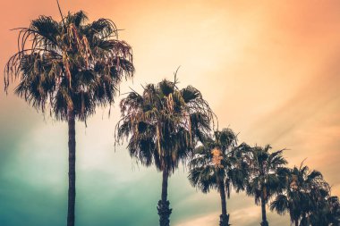 Kanarya Adaları, tropik palmtrees