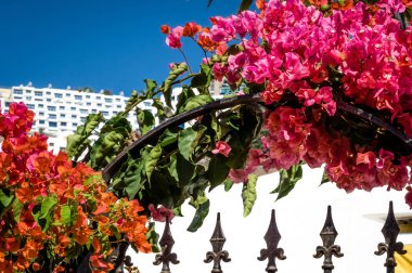 Renkli çiçekler baharda çiçek açan