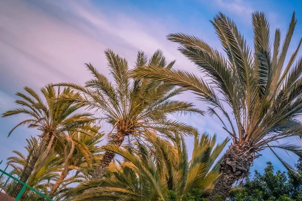 Тропические пальмы на Канарах — стоковое фото