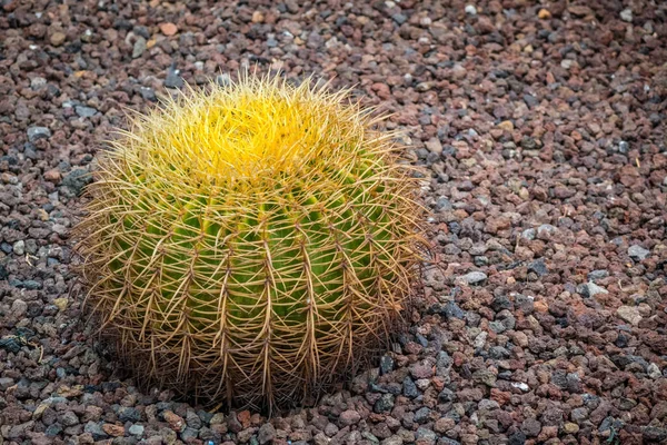 Duży Kaktus kanaryjskiej — Zdjęcie stockowe
