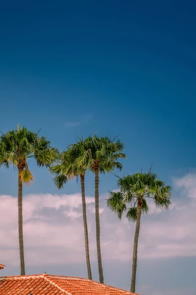 Крыши и пальмы — стоковое фото