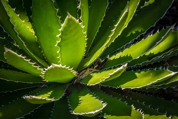 Tropical Cactus close up — Stock Photo, Image